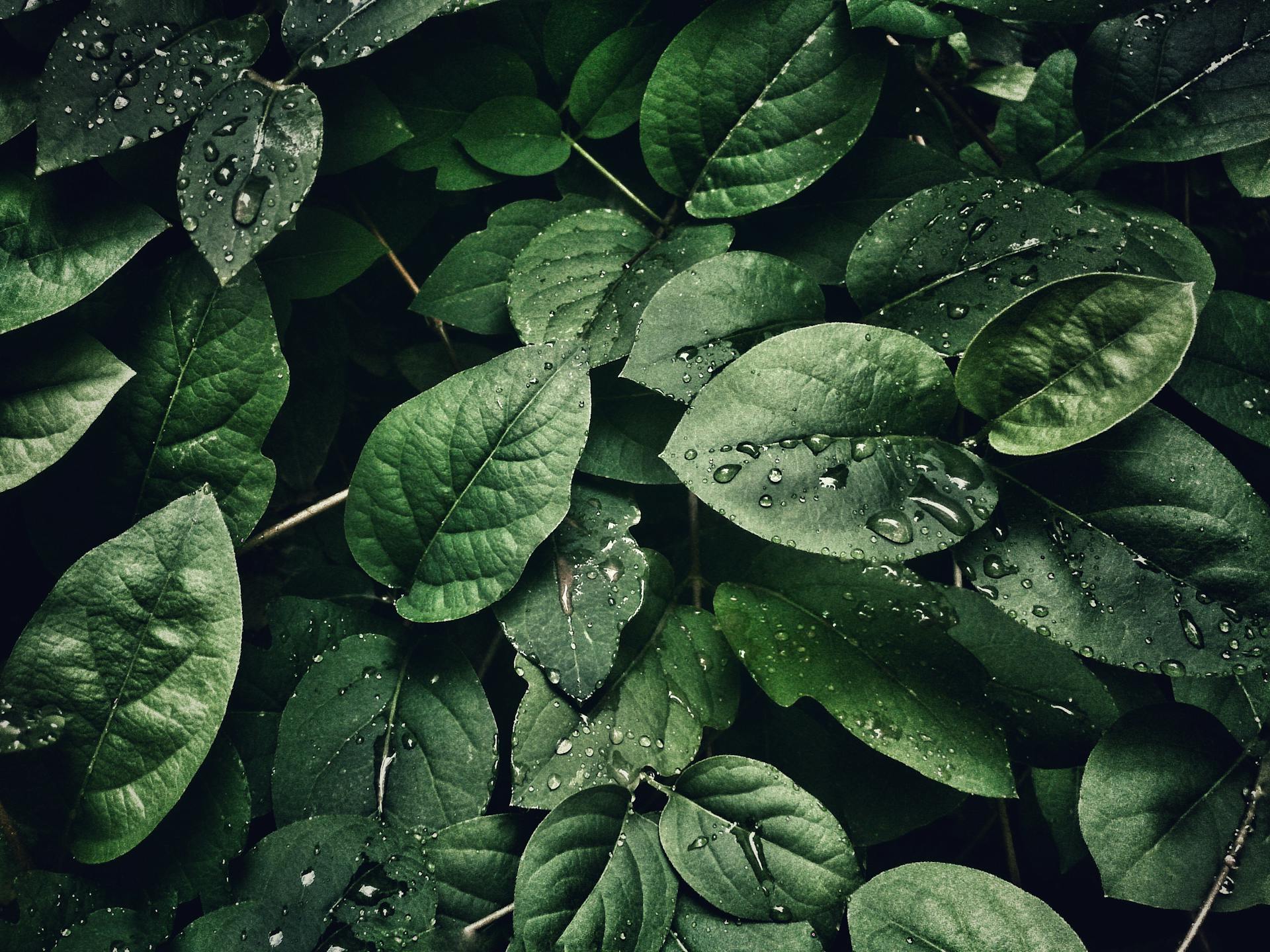 Mental Wellness: The Daily Practice of a Healthy Mind